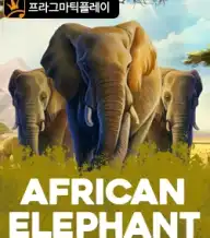 아프리칸 엘리펀트